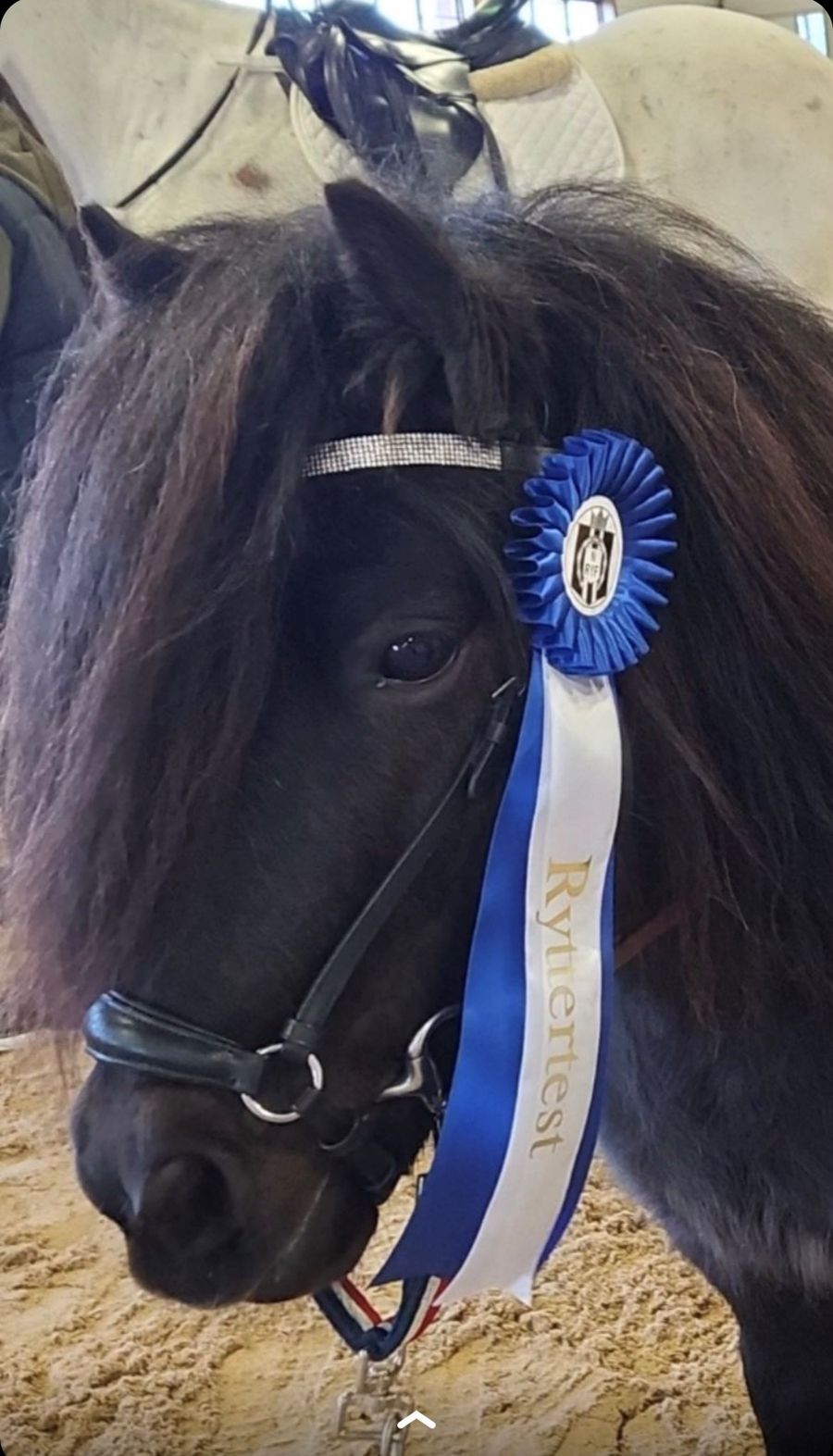 hest / Norges Rytterforbund