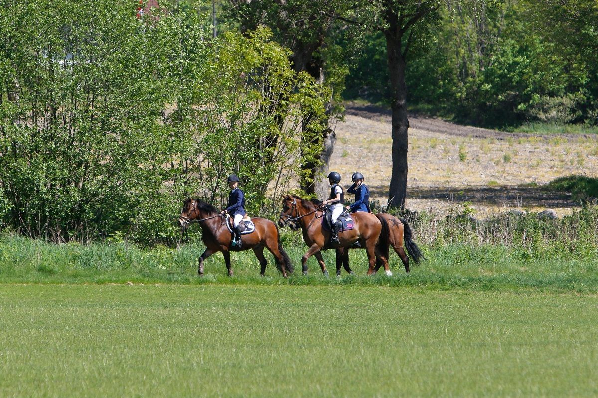 hest / Norges Rytterforbund