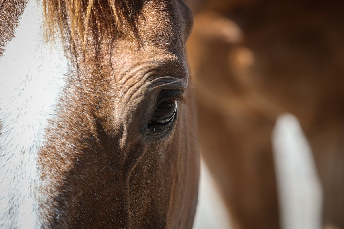 hest / Norges Rytterforbund