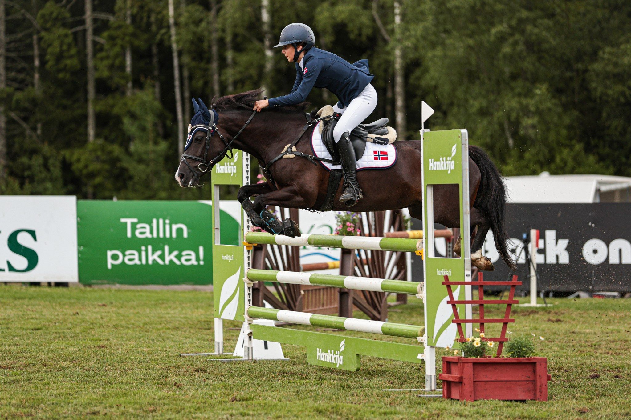 hest / Norges Rytterforbund