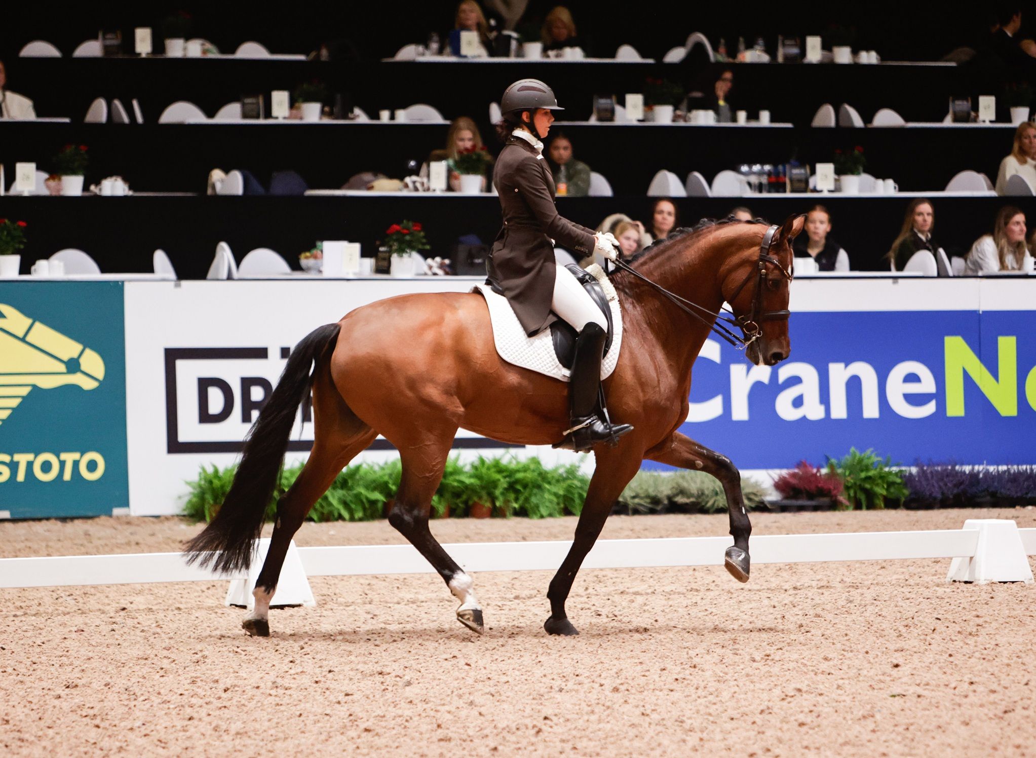 hest / Norges Rytterforbund 