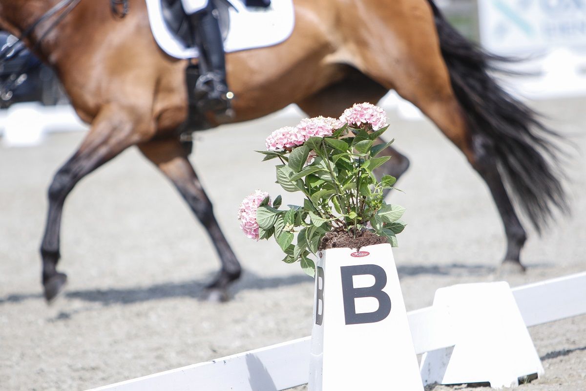 Hest dressur dressurridning