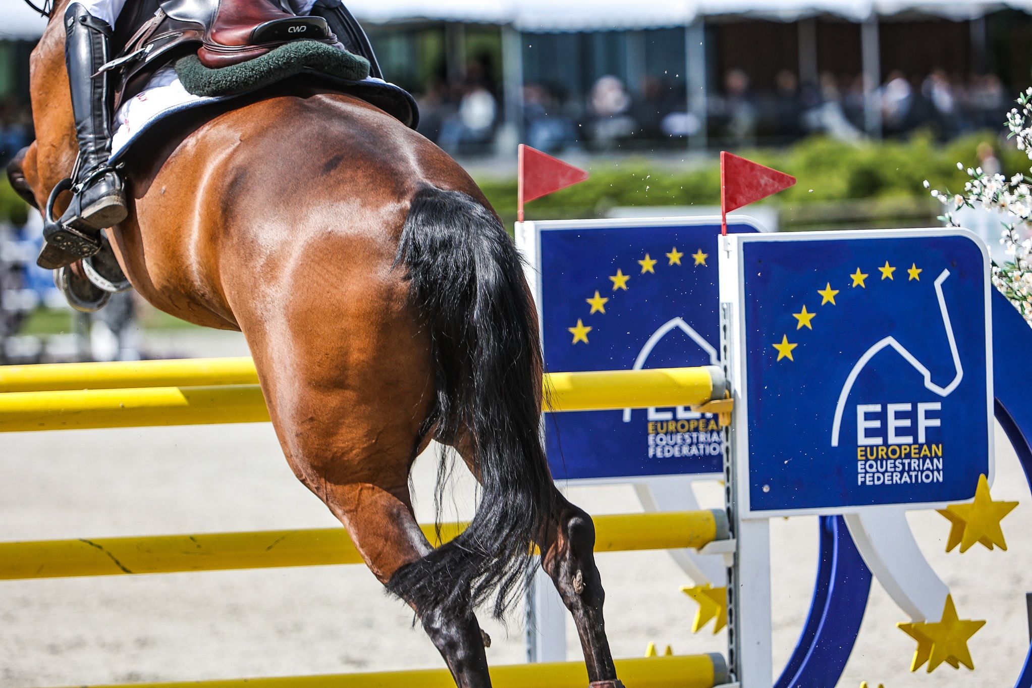 hest / Norges Rytterforbund