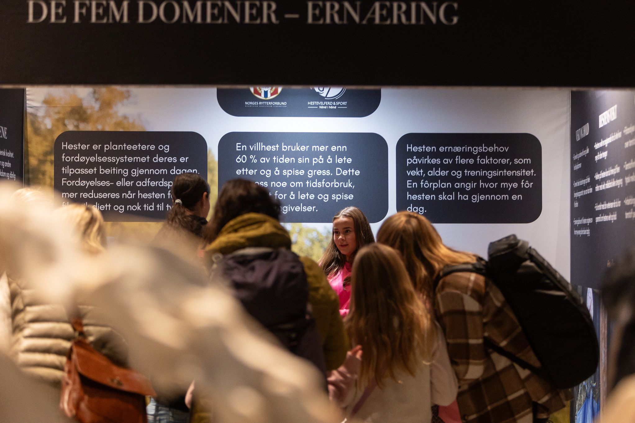 hest / hestevelferd for alle