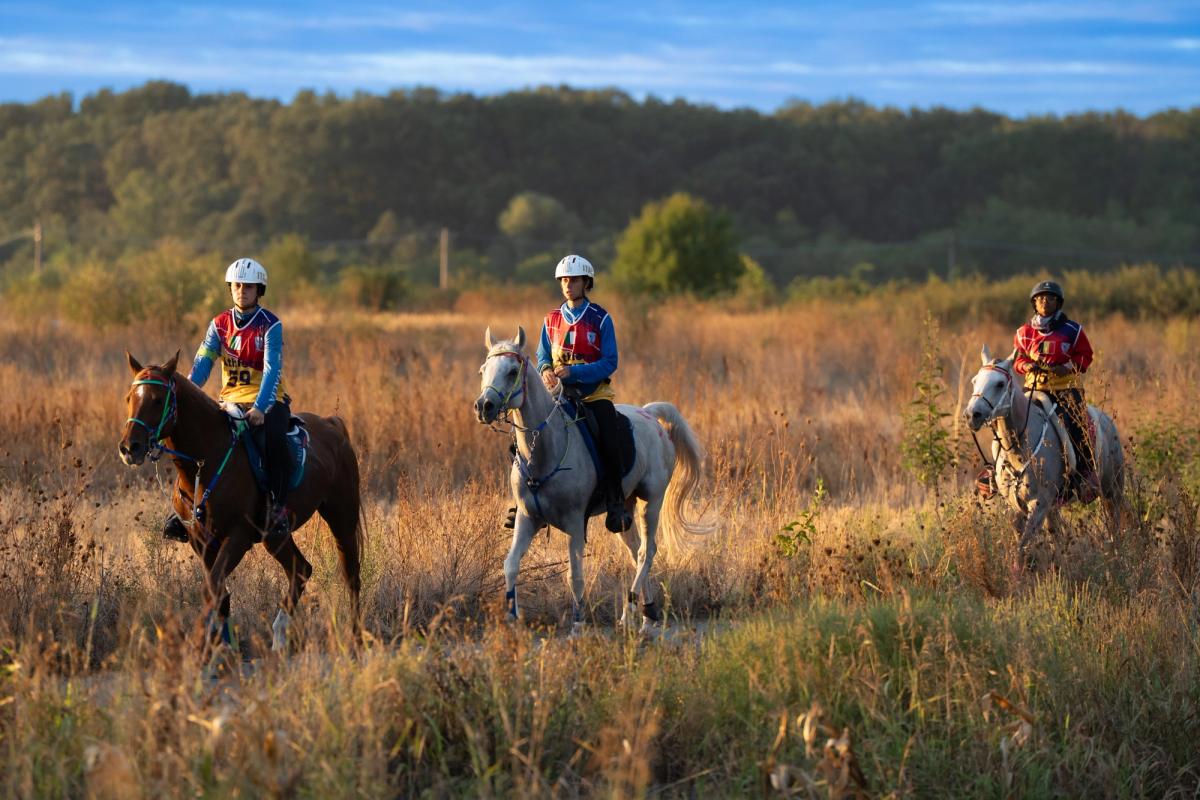 hest / Norges Rytterforbund 