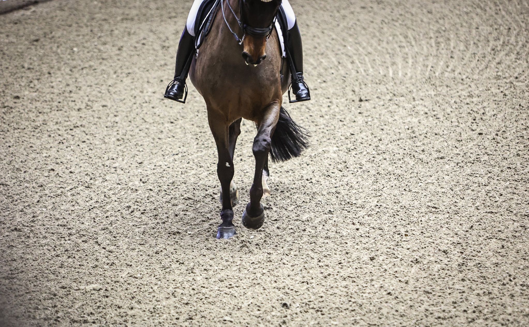 hest / Norges Rytterforbund 