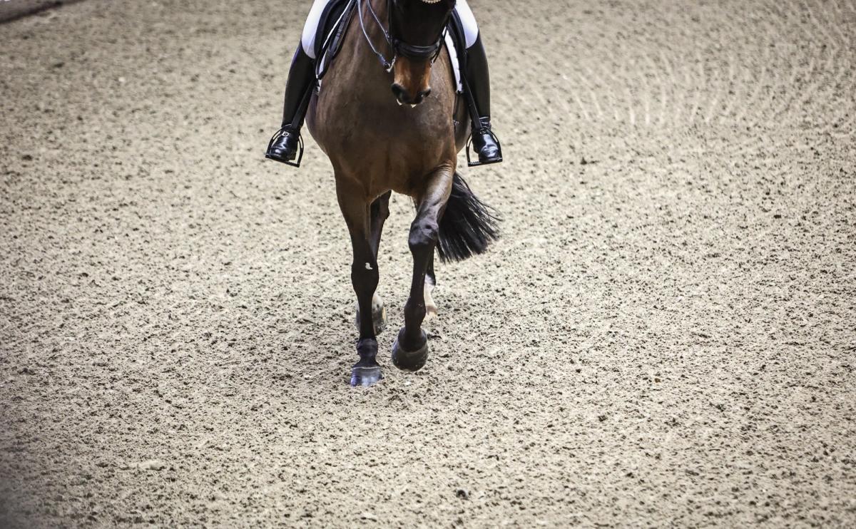 hest / Norges Rytterforbund