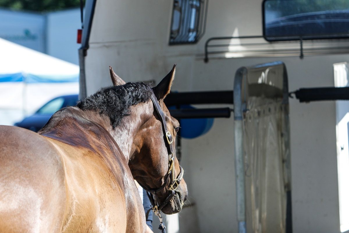 hest / Norges Rytterforbund