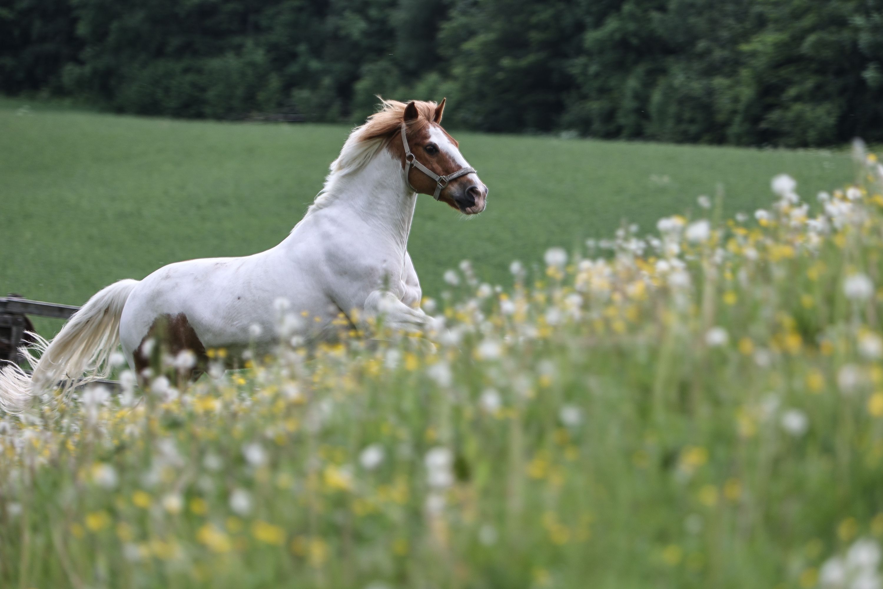 hest / Norges Rytterforbund
