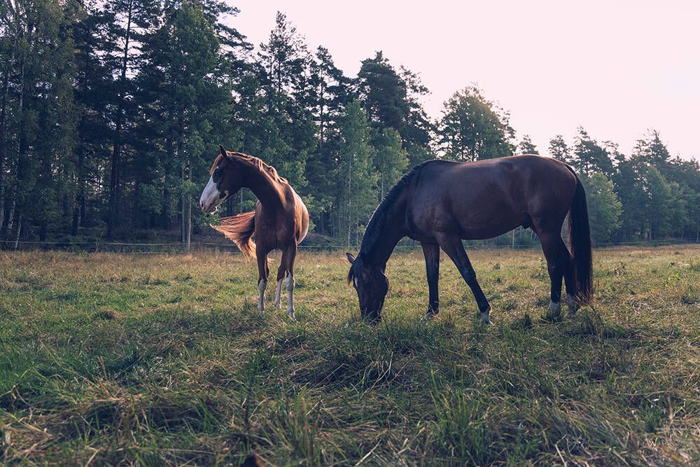 hest / Norges Rytterforbund