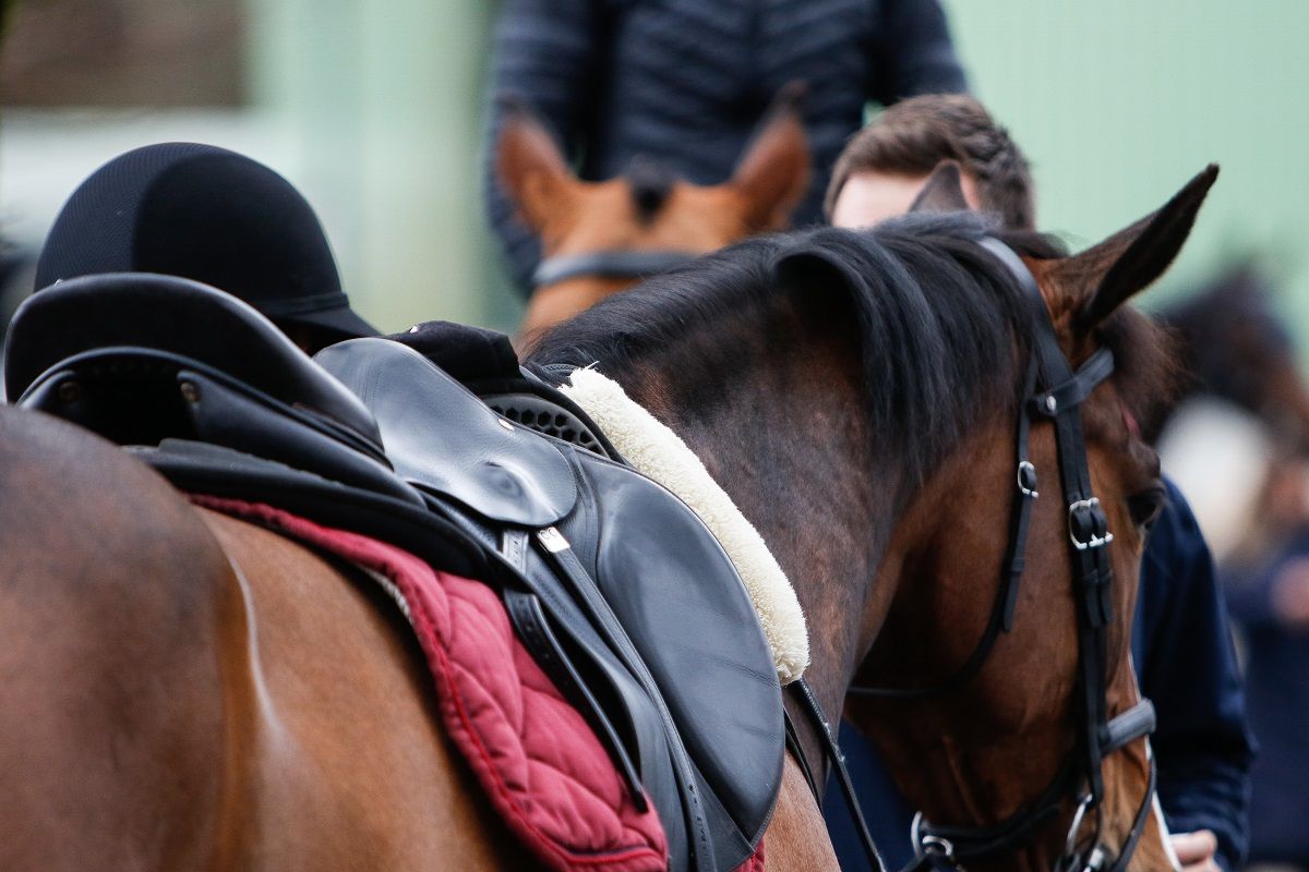 hest / Norges Rytterforbund