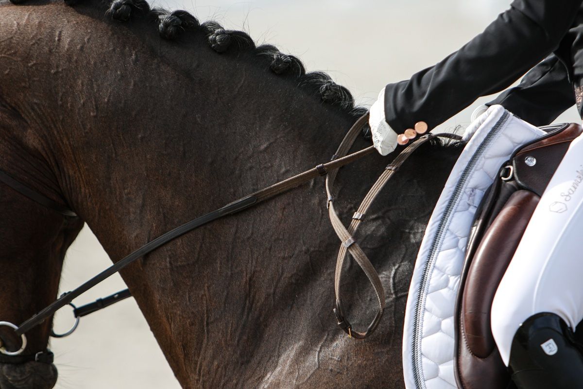 hest / Norges Rytterforbund 