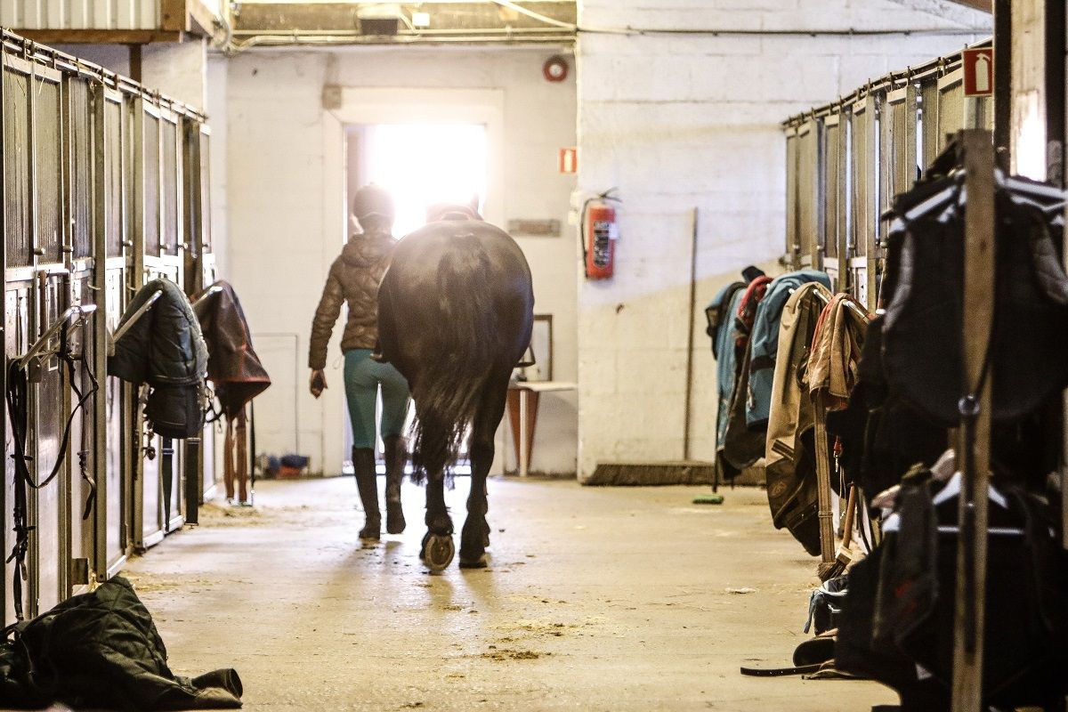 hest / Norges Rytterforbund