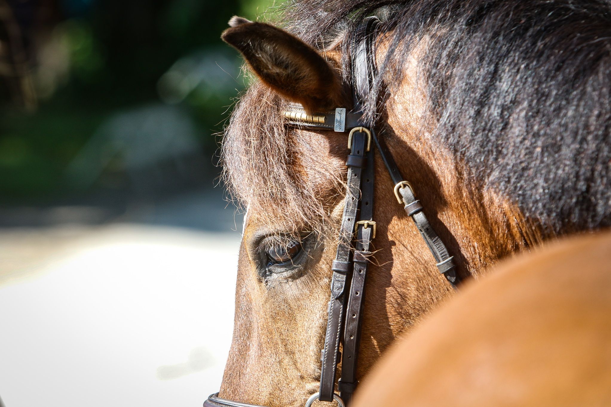 hest / Norges Rytterforbund / rideskole / rideskolekonferanse