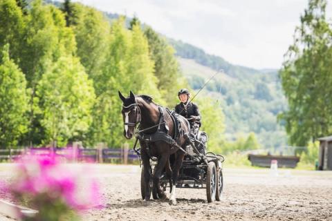 hest / Norges Rytterforbund