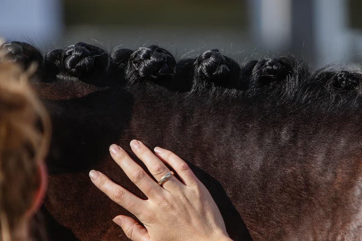 hest / Norges Rytterforbund / NRYF / Hestevelferdsråd
