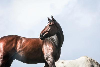 Norges Rytterforbund / Kunnskapsbiblioteket / hest