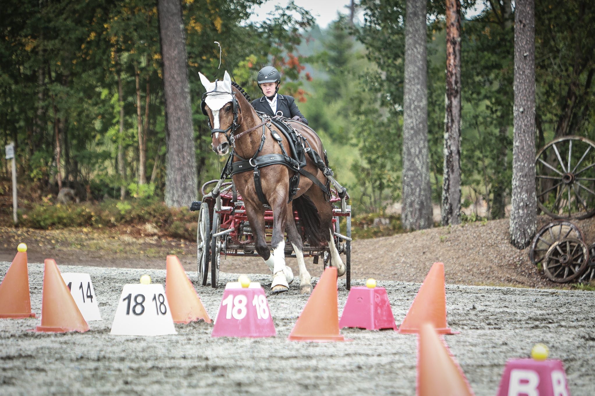 hest / Norges Rytterforbund