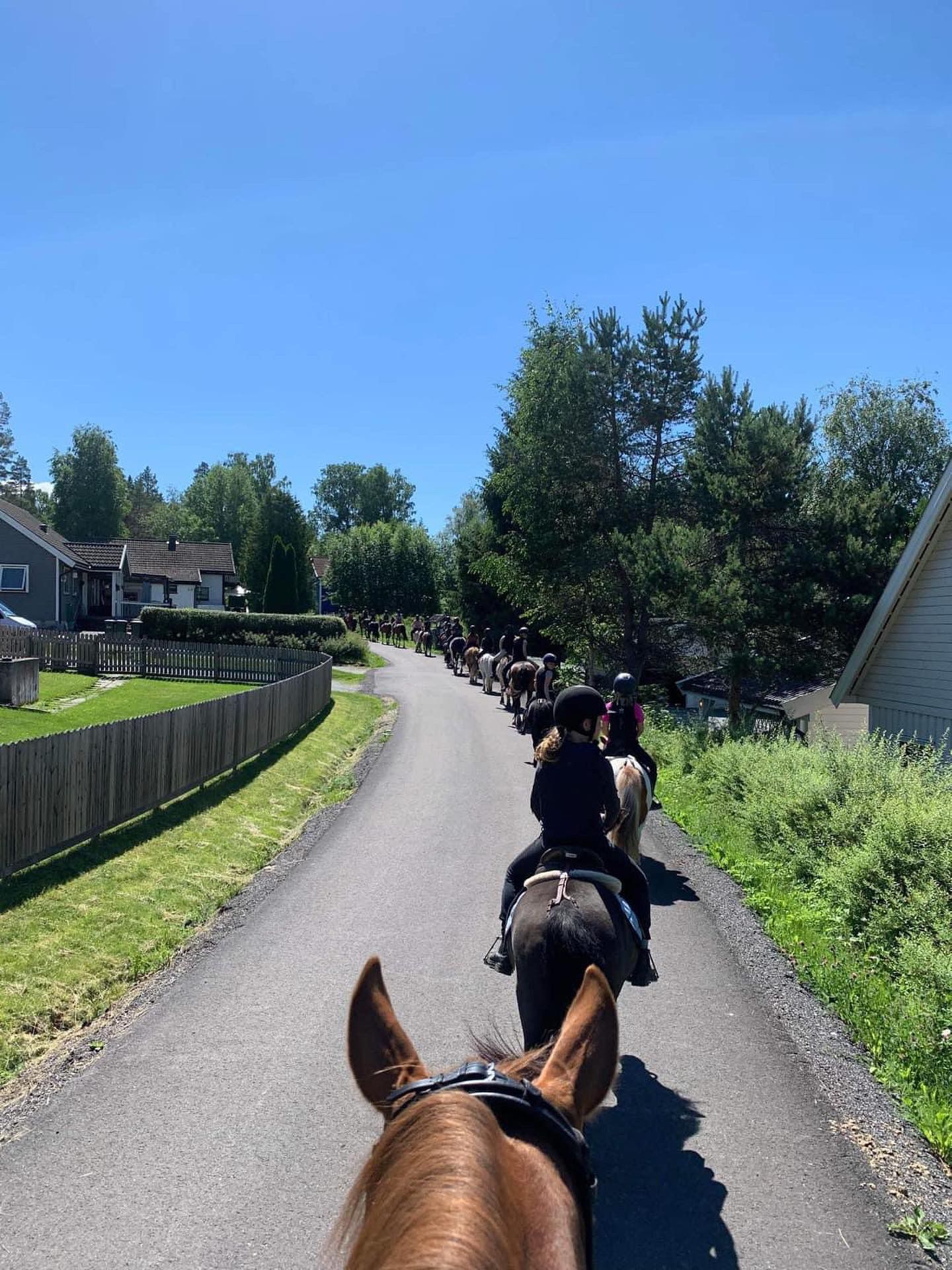 hest / Norges Rytterforbund