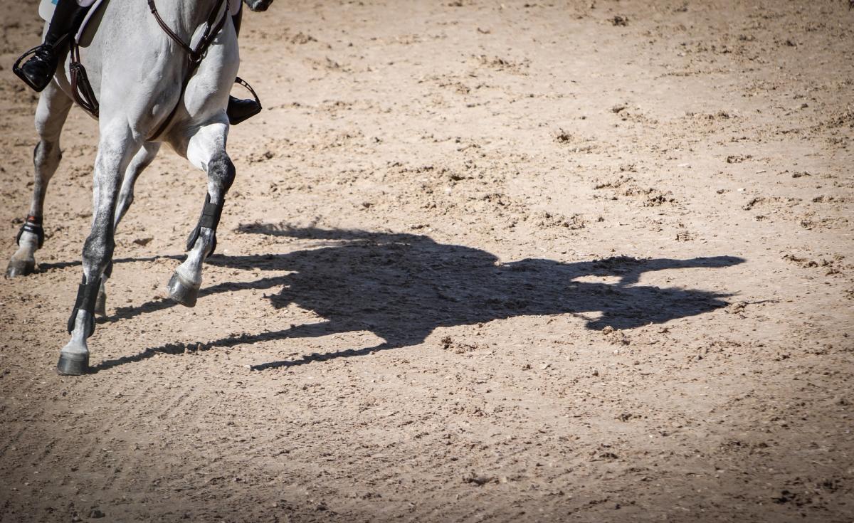 hest / Norges Rytterforbund 