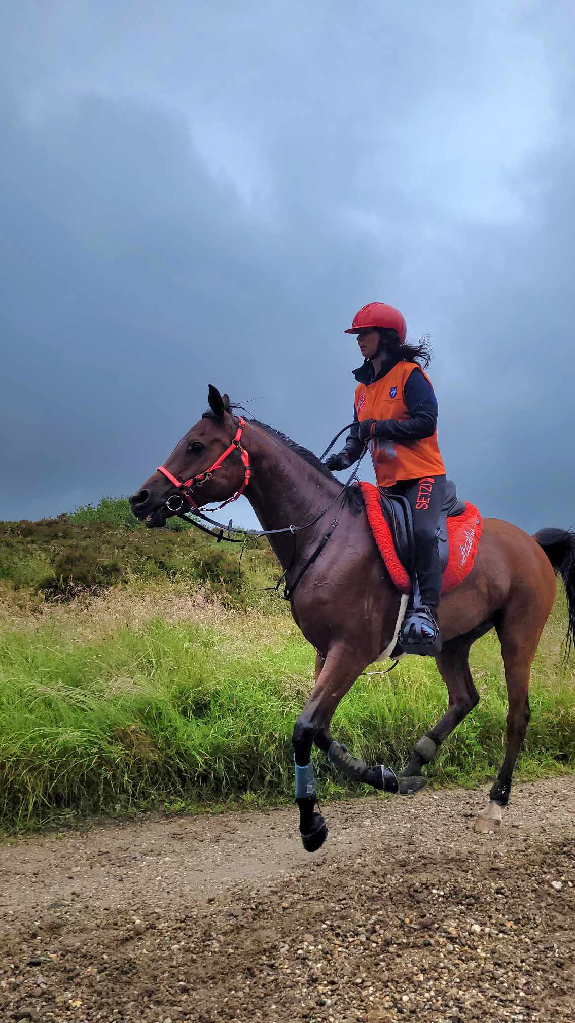 hest / Norges Rytterforbund