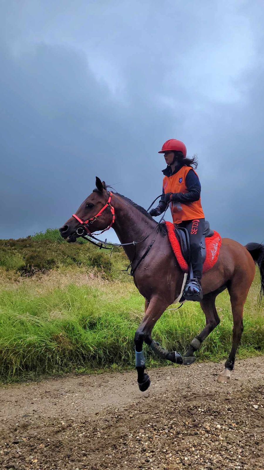 hest / Norges Rytterforbund