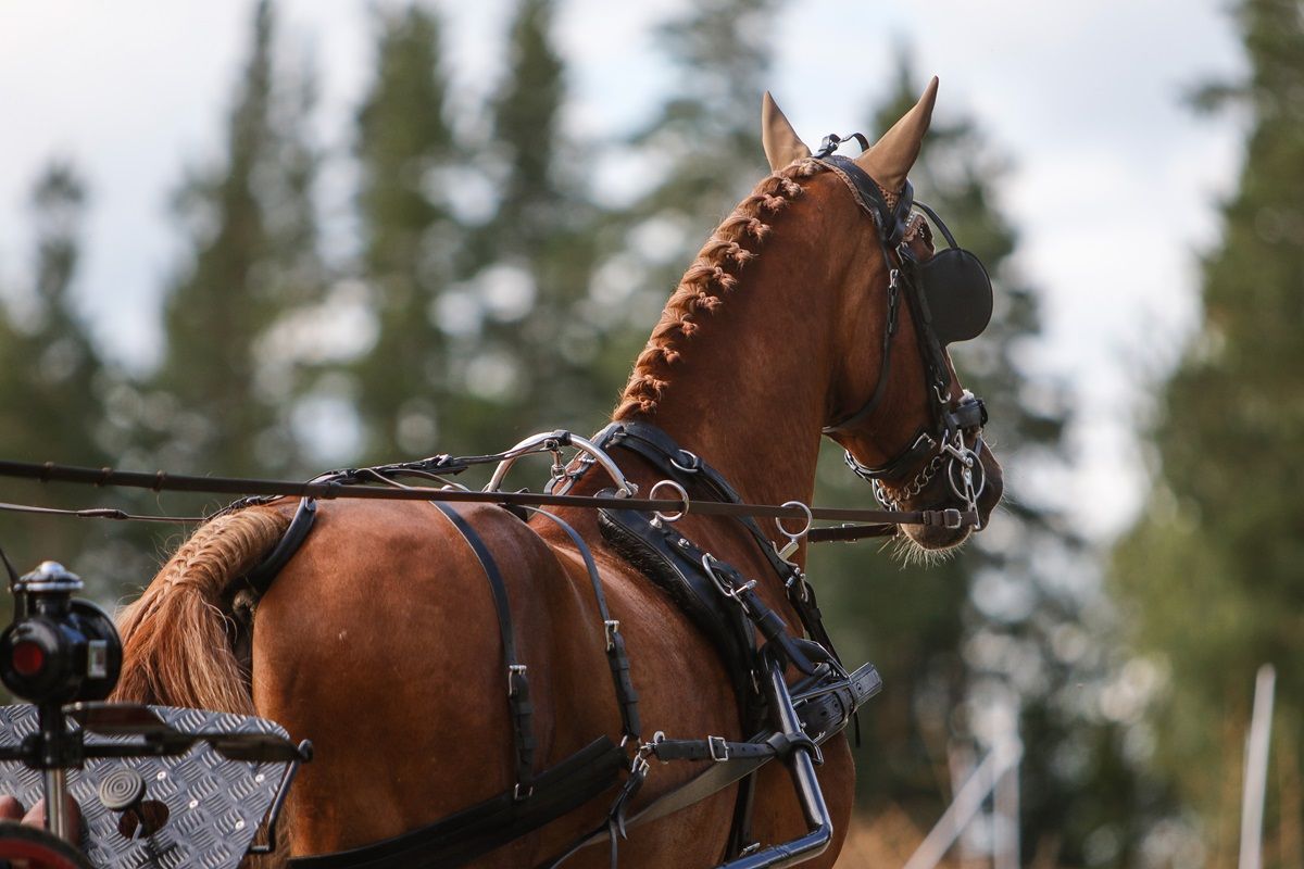 hest / norges rytterforbund 