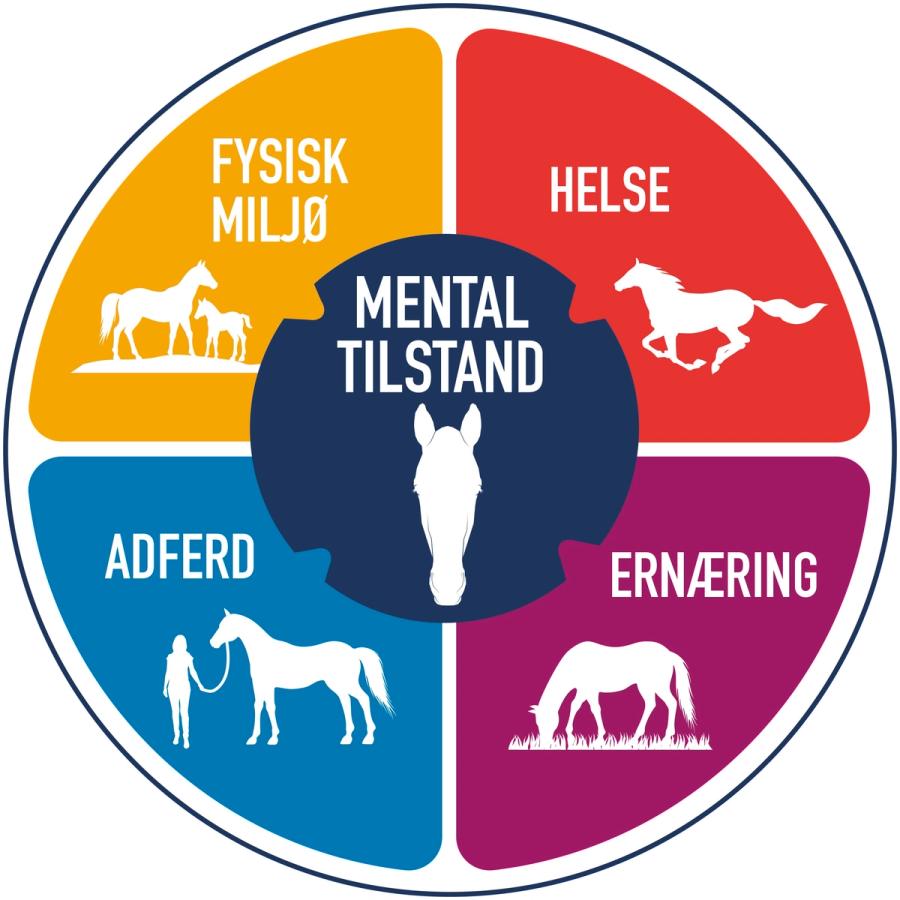 hest / Norges Rytterforbund / De fem domener