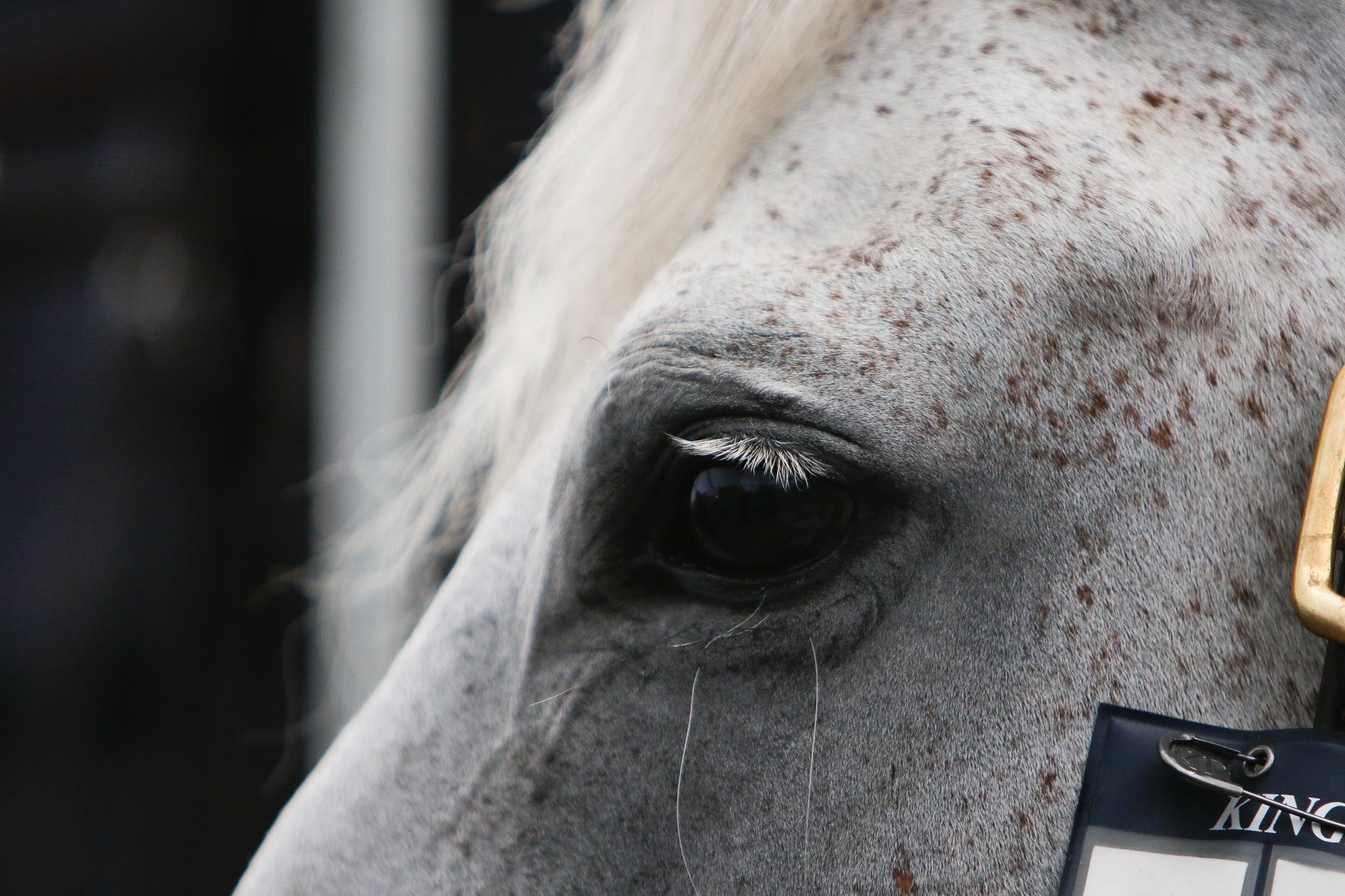 hest / Norges Rytterforbund 