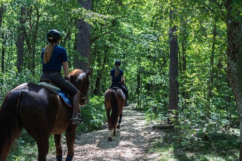 hest / Norges Rytterforbund 