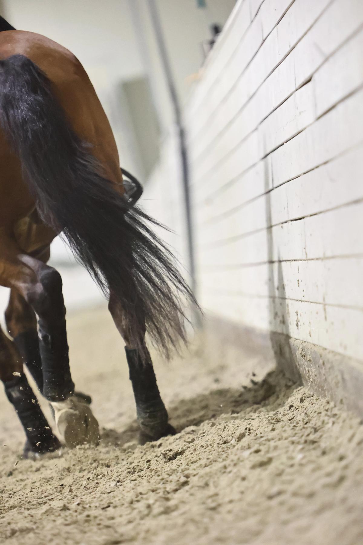 hest / Norges Rytterforbund / rekrutteringssamling Dressur