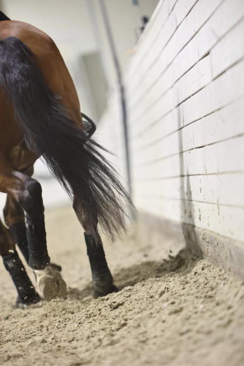 hest / Norges Rytterforbund / rekrutteringssamling Dressur