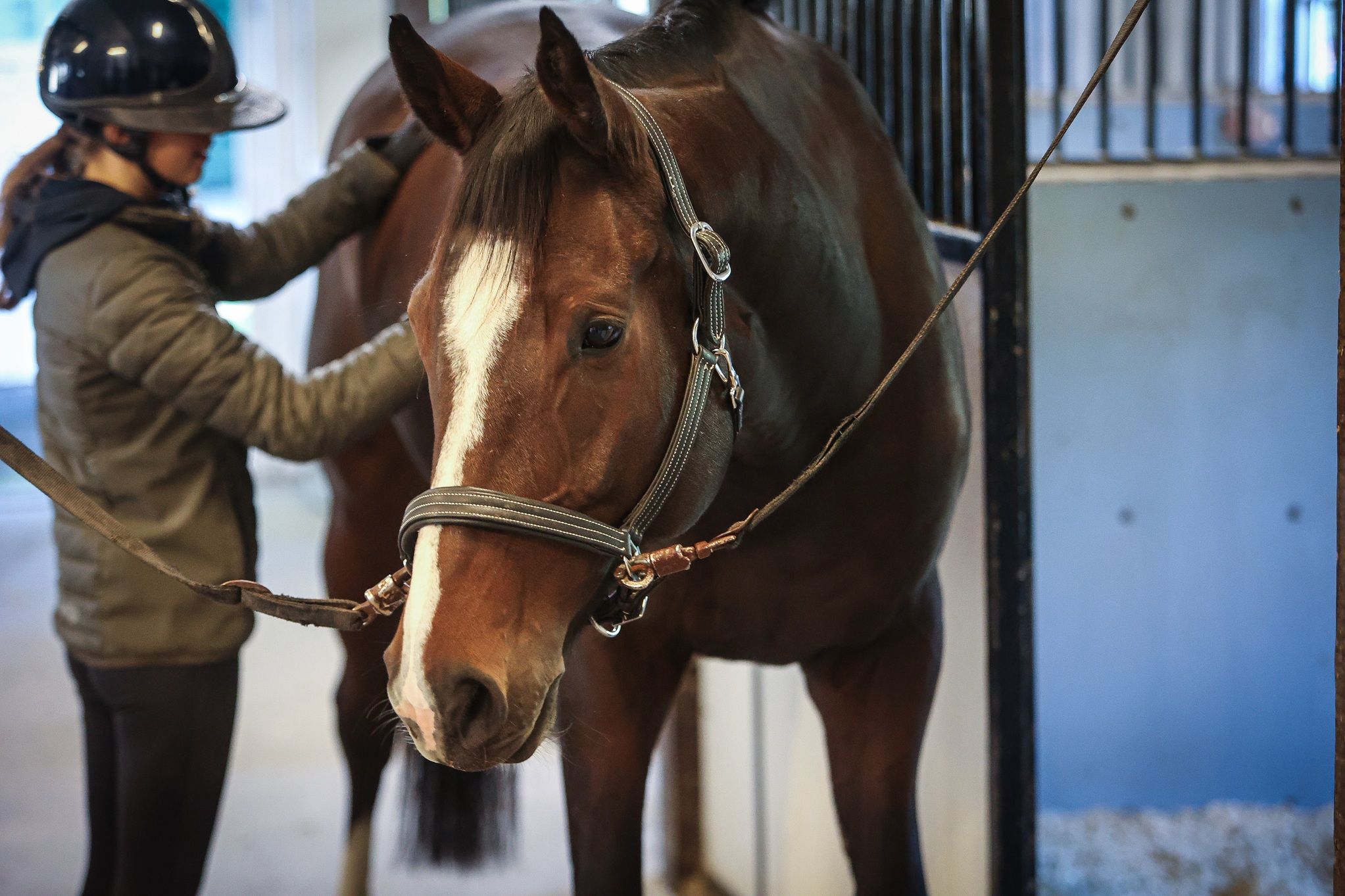 hest / Norges Rytterforbund / Trenerlisens
