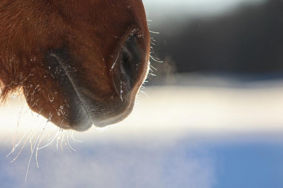 hest / Norges Rytterforbund