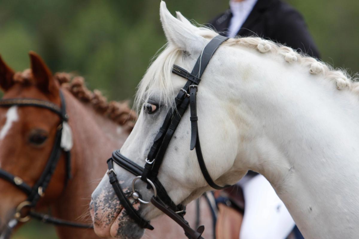 hest / Norges Rytterforbund