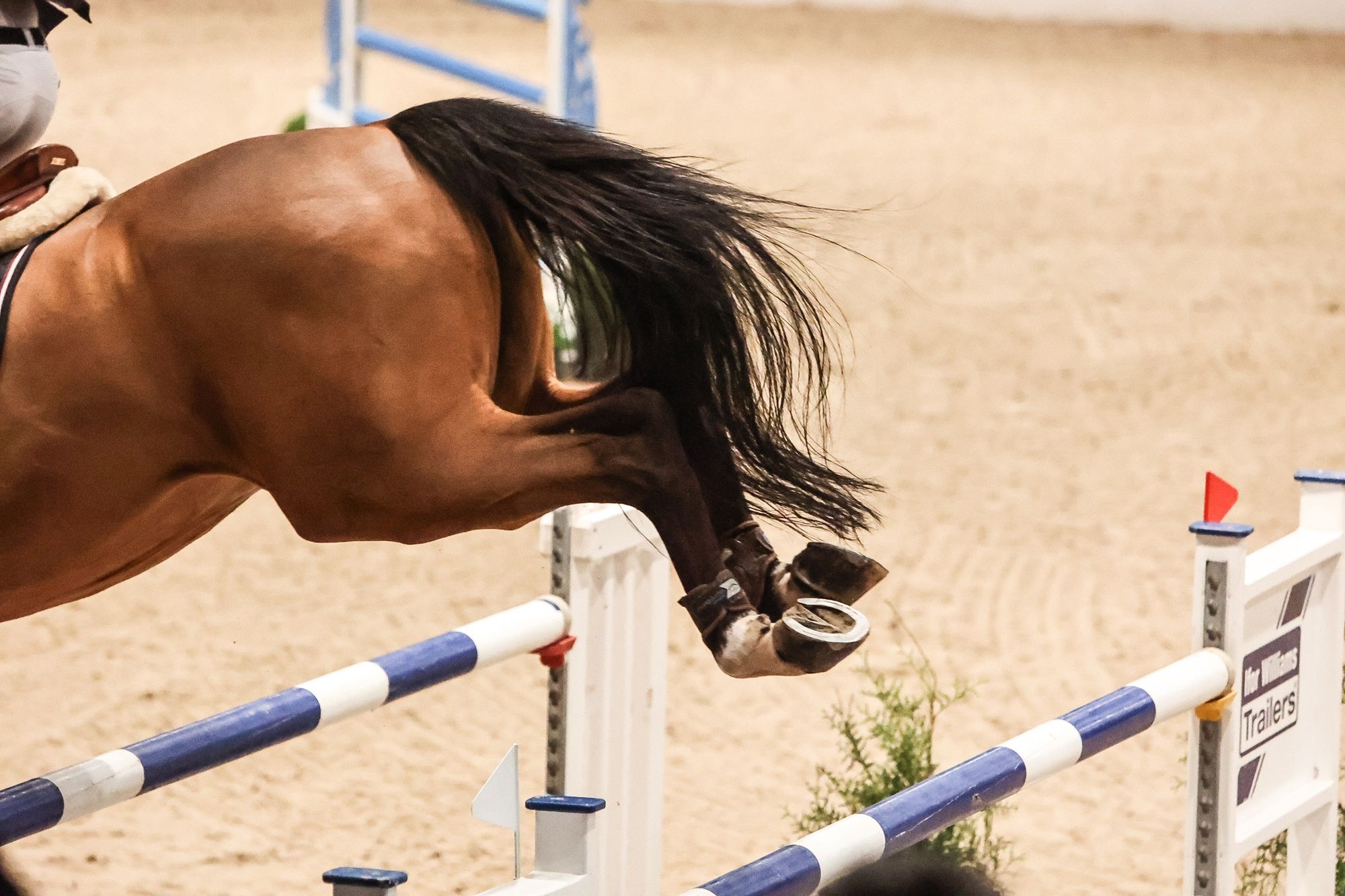 hest / Norges Rytterforbund 