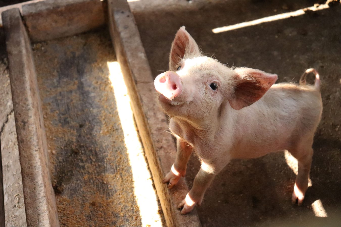 60 organizacijų ragina FDA stabdyti antibiotikus gyvuliams