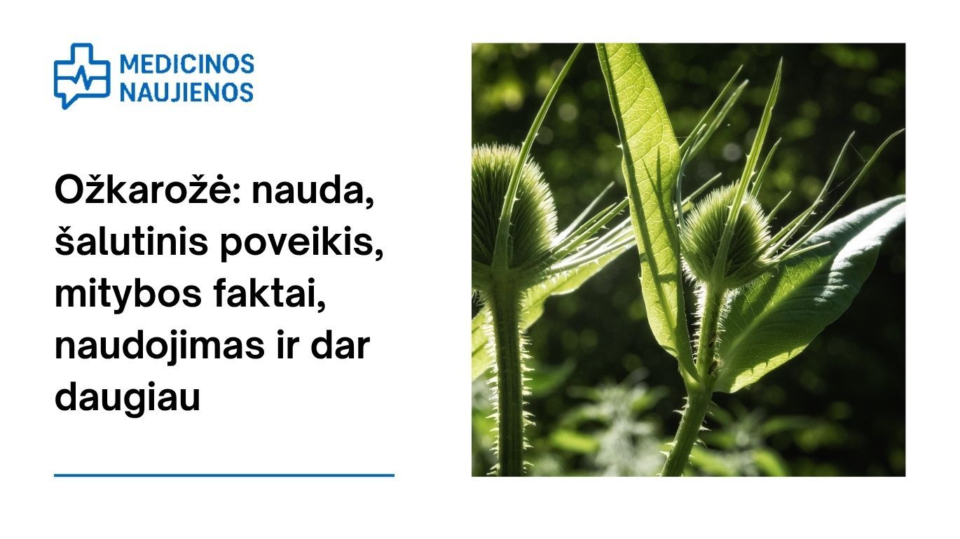 Ožkarožė: nauda, šalutinis poveikis, mitybos faktai, naudojimas ir dar daugiau