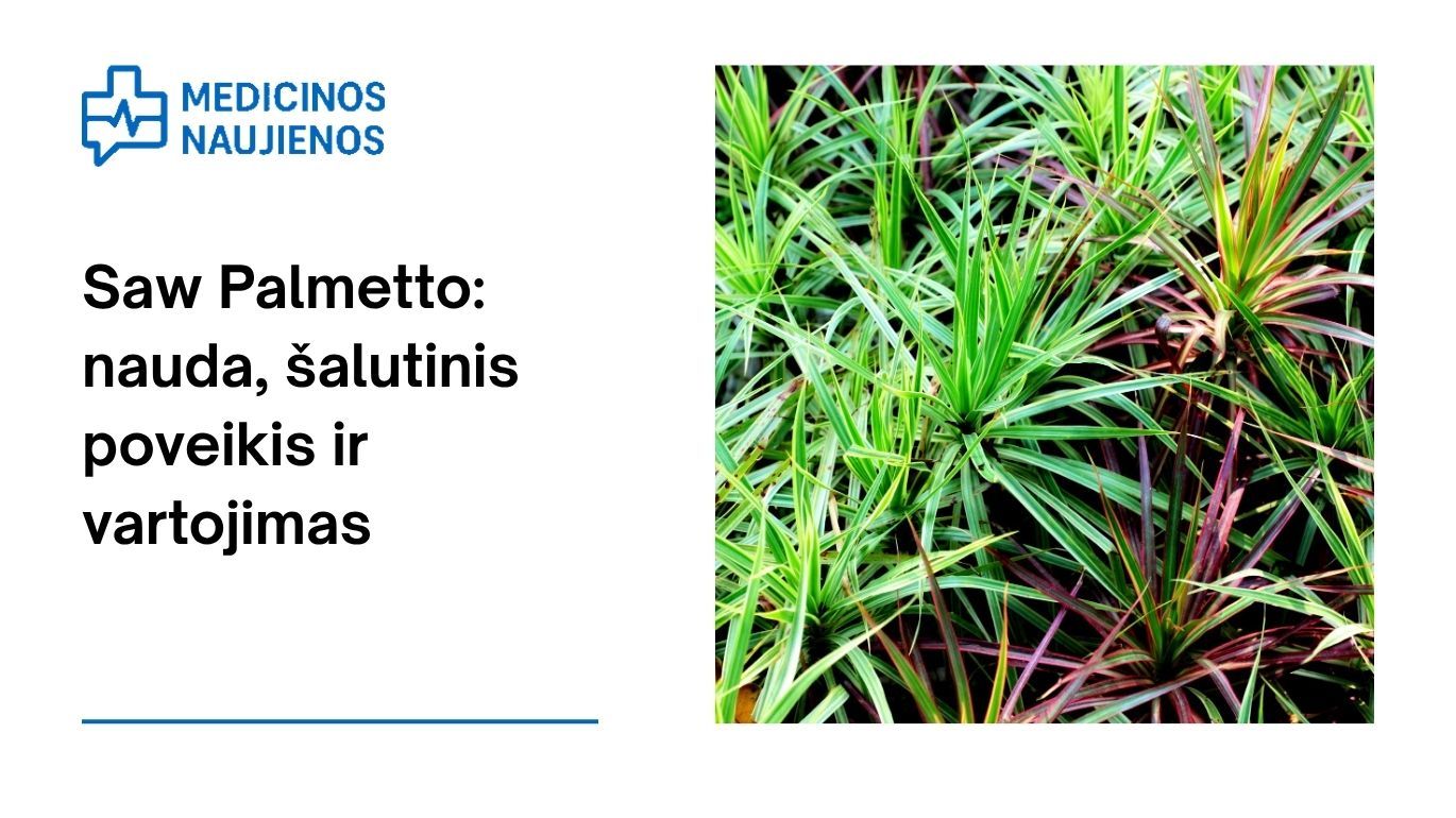 Saw Palmetto: nauda, šalutinis poveikis, mitybos faktai, naudojimas ir dar daugiau