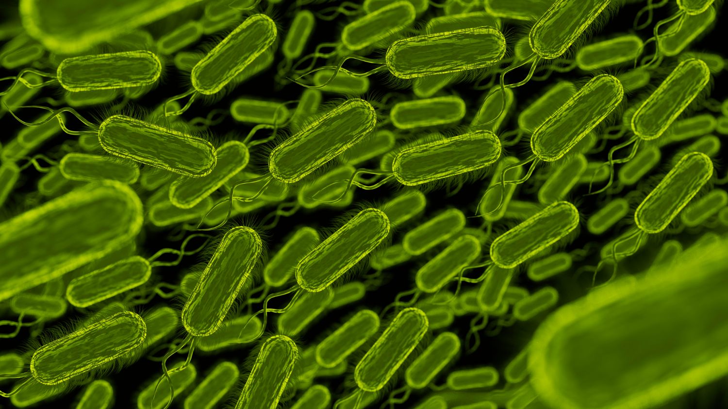 Ešerichiozė: simptomai, priežastys, gydymas, prevencija