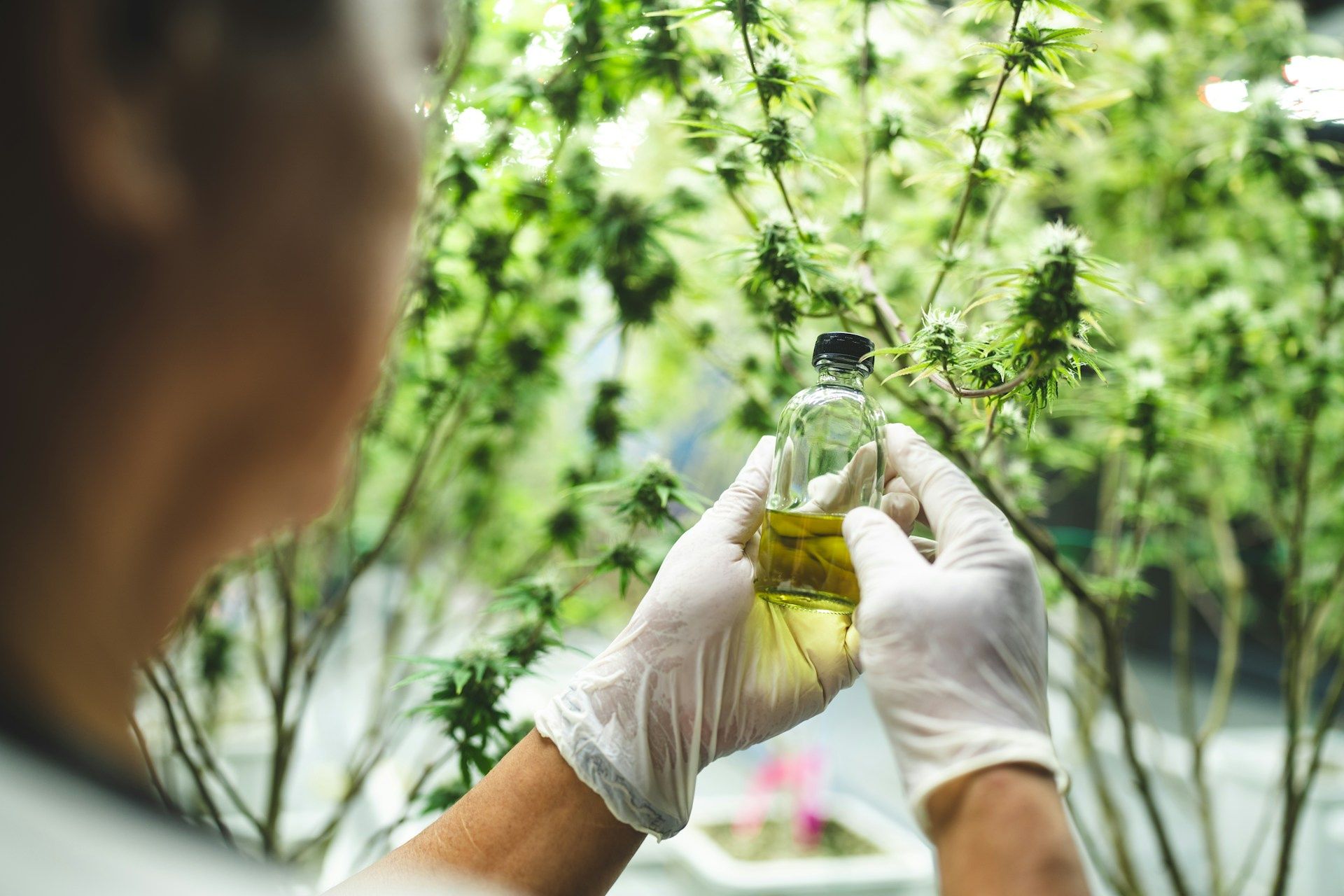 Ką svarbu žinoti prieš perkant pirmąjį CBD aliejų?