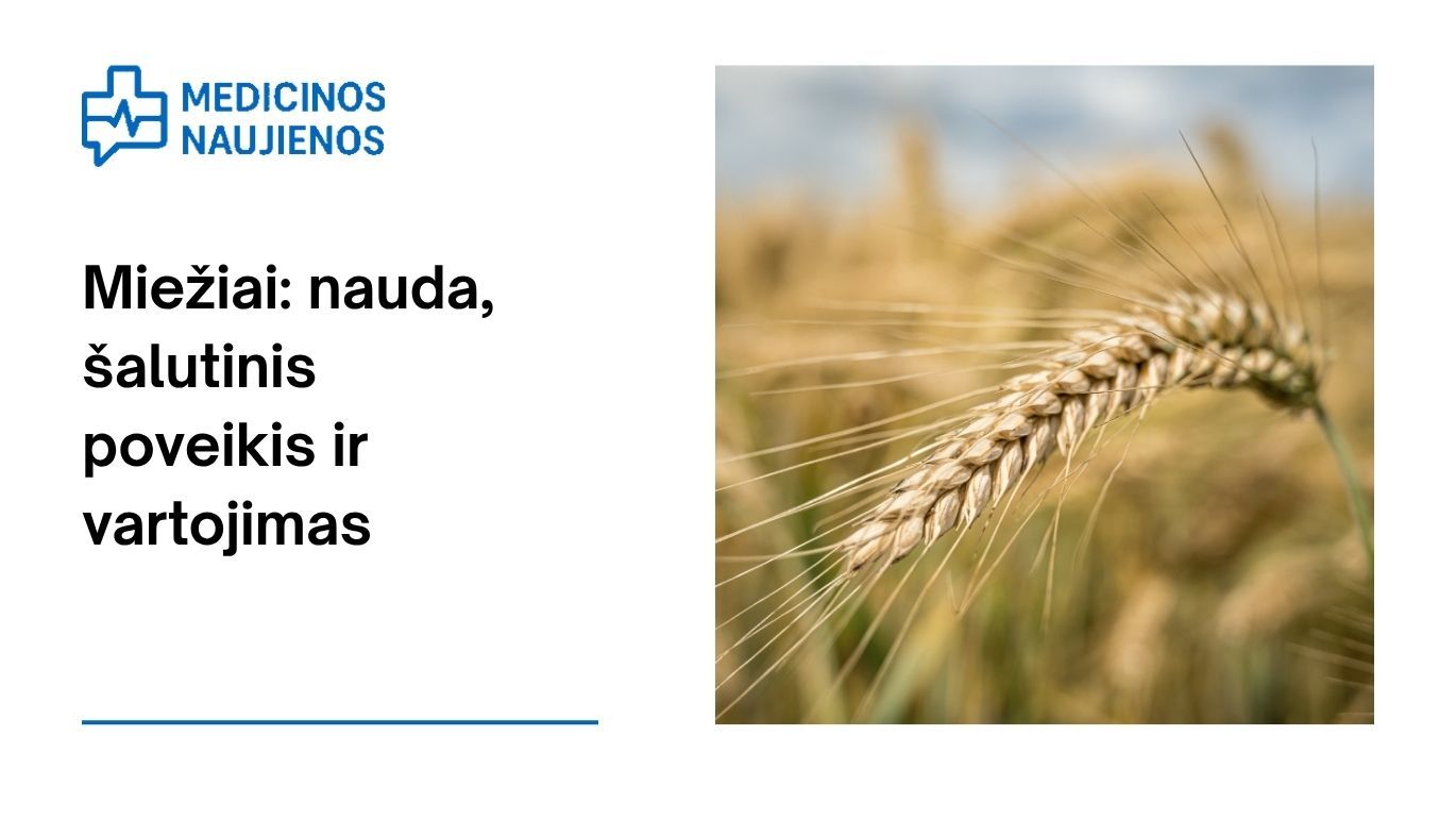 Miežiai: nauda, šalutinis poveikis, maistingumo faktai, naudojimas ir dar daugiau