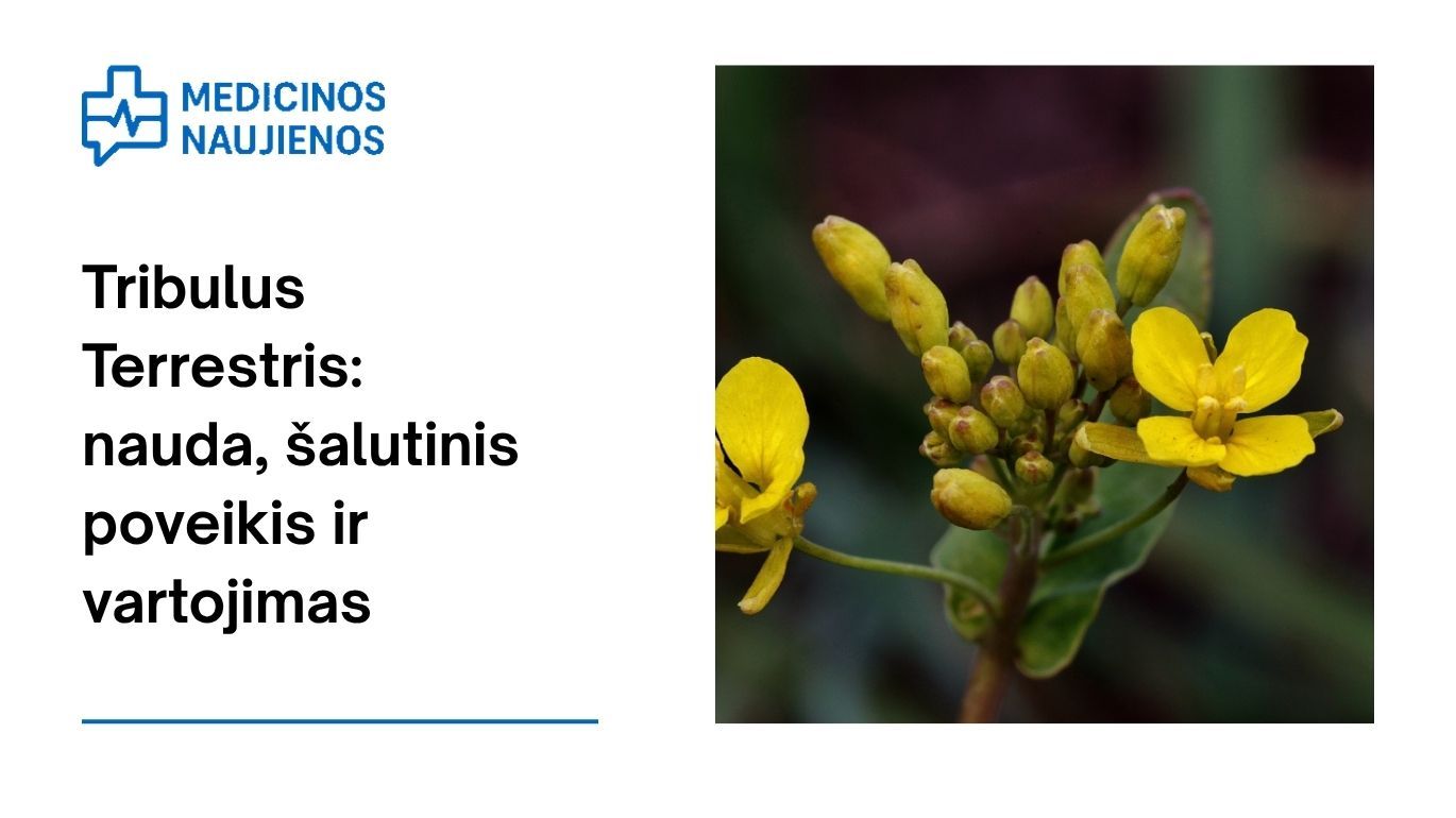 Tribulus Terrestris: nauda, šalutinis poveikis, mitybos faktai, naudojimas ir dar daugiau