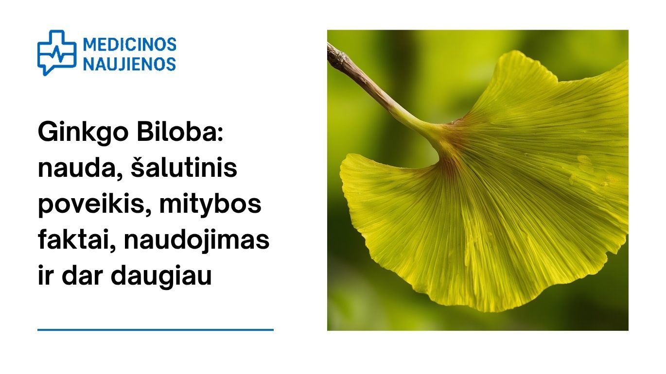 Ginkgo Biloba: nauda, šalutinis poveikis, mitybos faktai, naudojimas ir dar daugiau