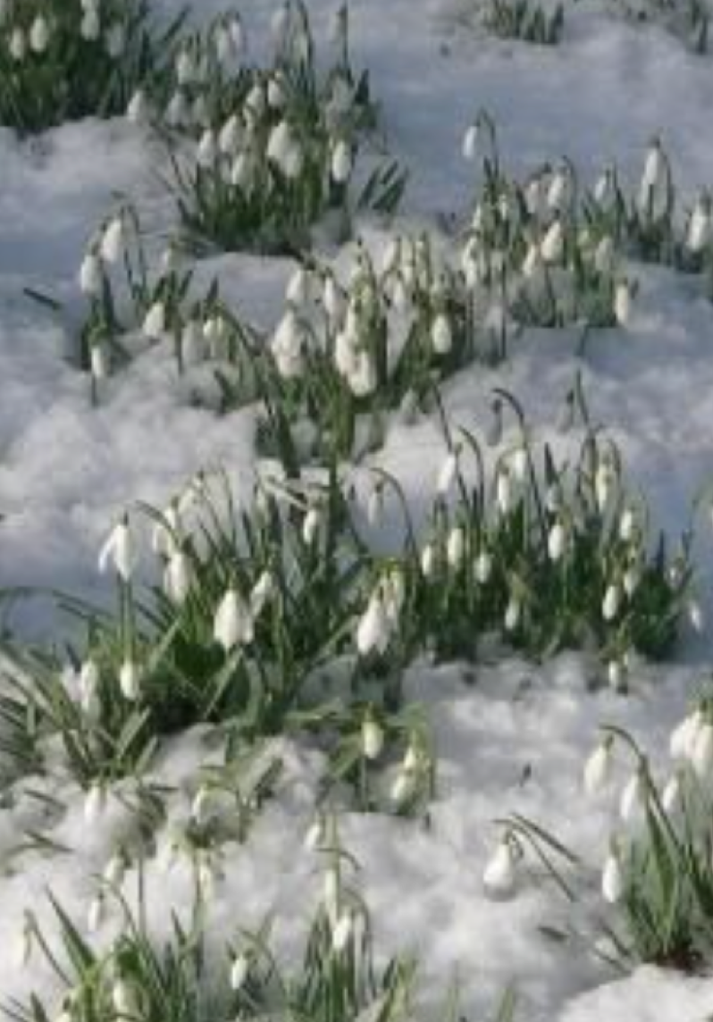 Snow drops in the snow.