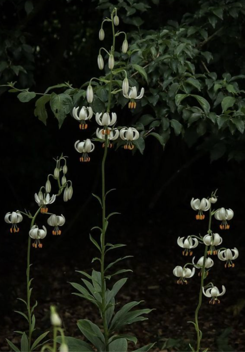 White Martagon Lilies