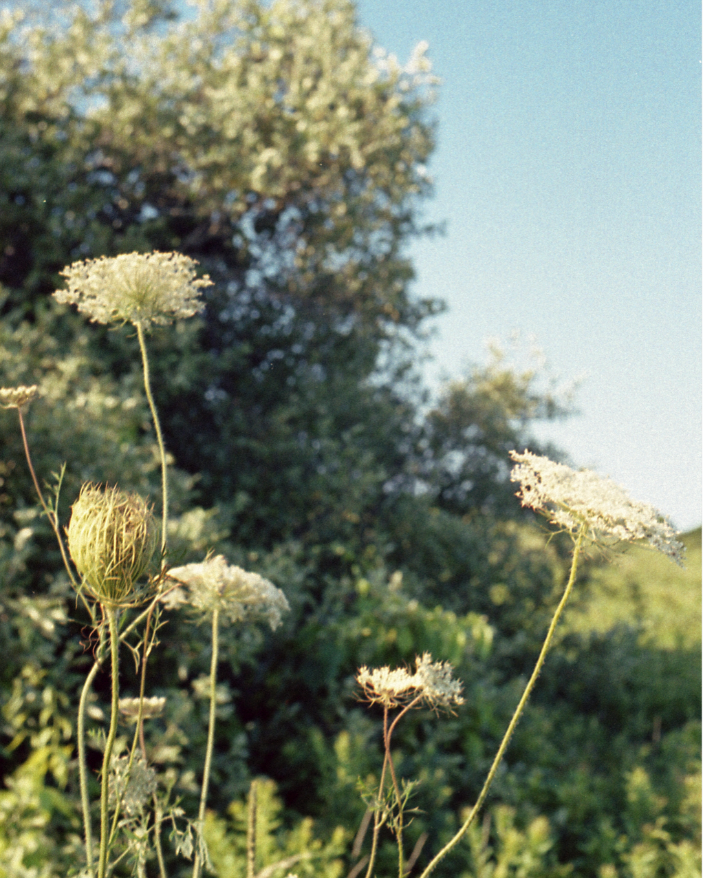 Scent Notes - Carolyn & Darcy of 2Note