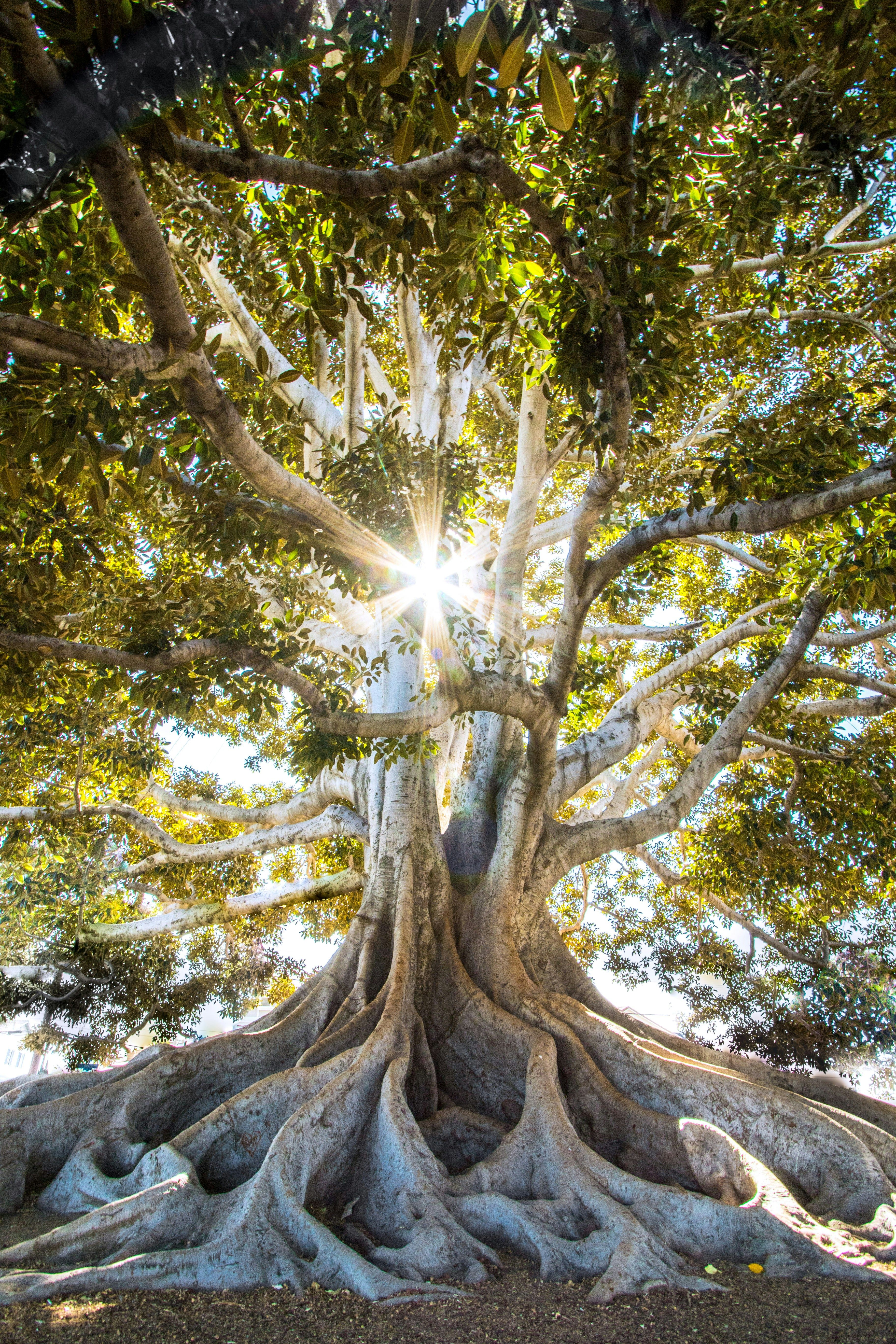 A huge tree with prominent buttress roots and a sunburst shining through its leafy canopy.