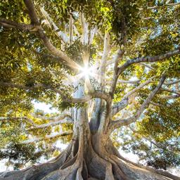 A huge tree with prominent buttress roots and a sunburst shining through its leafy canopy.