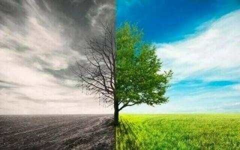A tree split in half, one side bare and desolate under a gray sky, the other vibrant and green under a blue sky.